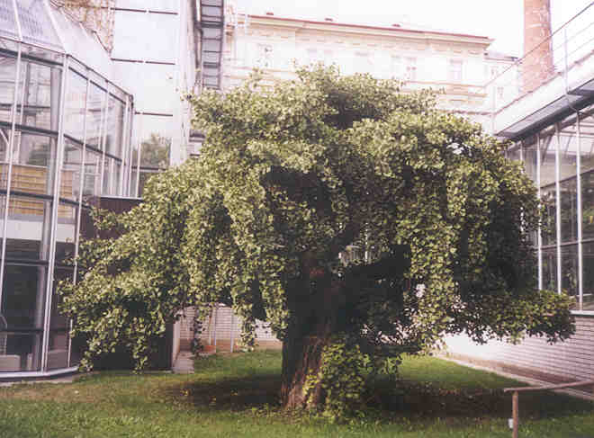 Ginkgo biloba var. pragensis