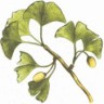 Ginkgo biloba