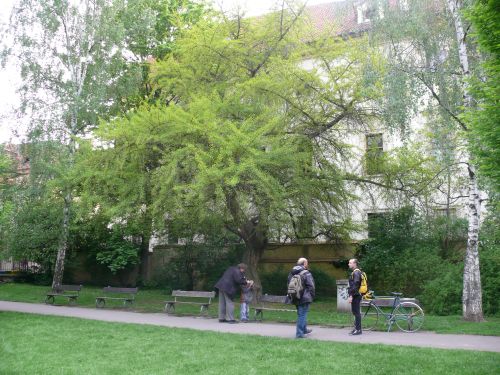 Tradi�n� setk�n� u ginga - 8.5.2010