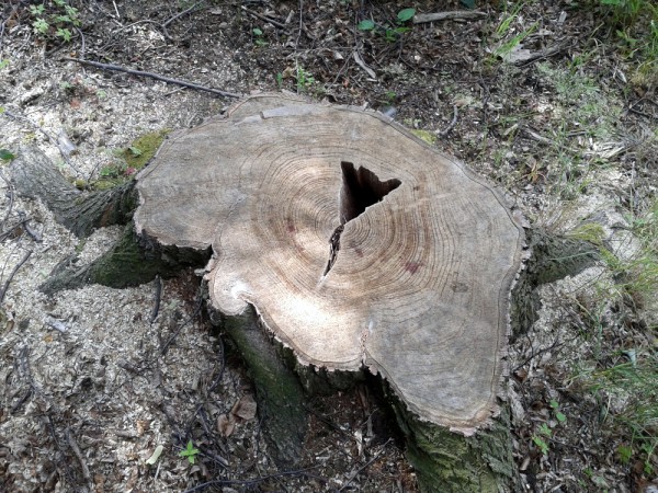 Pa�ez ginga ve svatyni Uct�va��