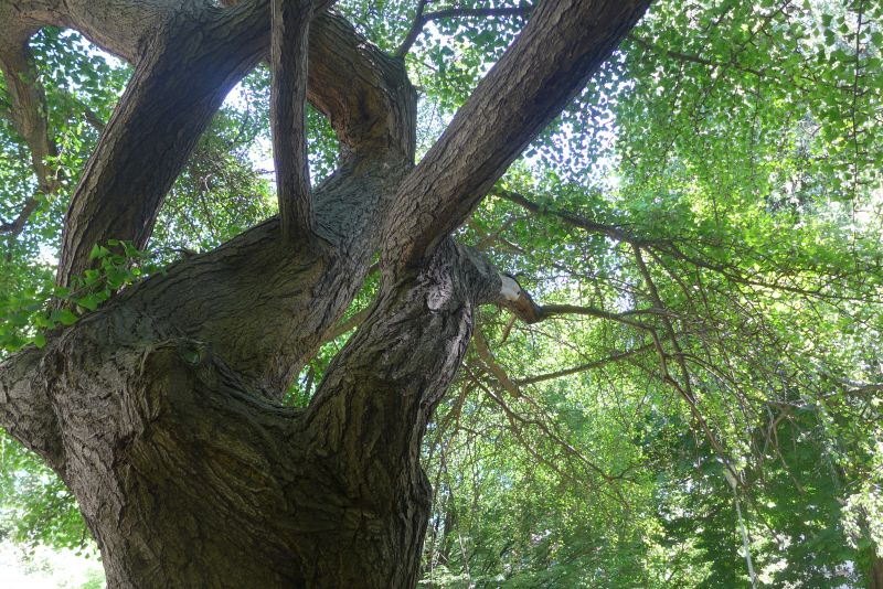 Prosychaj�c� gingo 7. 5. 2018