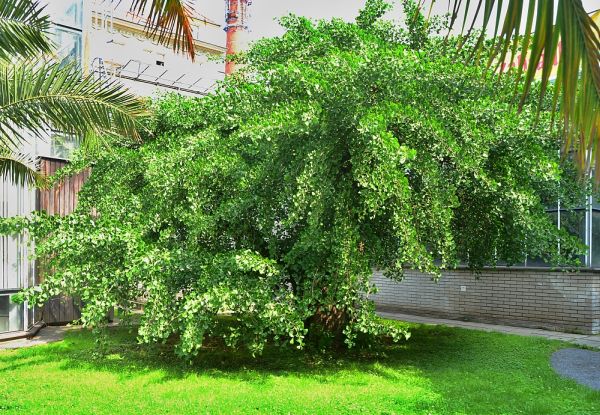 Ginkgo biloba