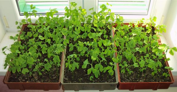 Ginga Martina Rosola