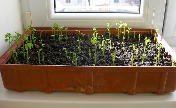 Kl���c� ginga - Martin Rosol