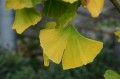 Ginkgo biloba
